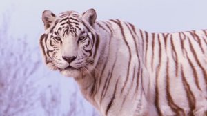 МУЗЫКА, КОТОРАЯ ПРОНИКАЕТ В САМОЕ СЕРДЦЕ