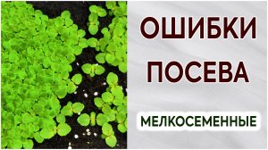 Ошибки при посеве мелких семян. Фиалки, петунии, глоксинии, стрептокарпусы, экзакумы и др.