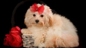 Мальтипу мини