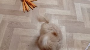 Мальтипу Мини щенки