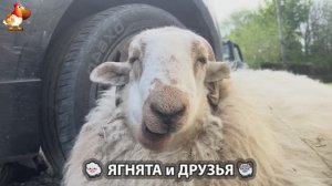 Ягнята и друзья 🐑 Веселые истории из жизни животных 😂 (12)