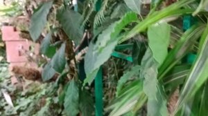 С холода , да в тропики 🌴🌵🪴