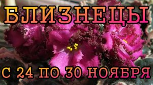БЛИЗНЕЦЫ таро прогноз на неделю с 24 по 30 НОЯБРЯ 2025 года.