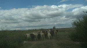 Опустевший хутор Заречный, Новоузенский район.