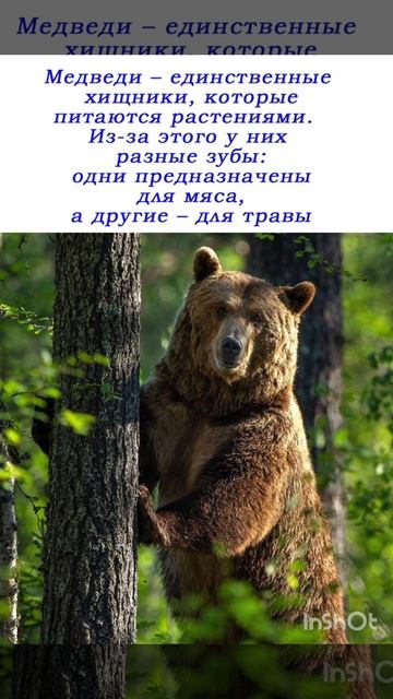 Пор МЕДВЕДЯ