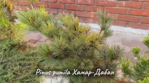 Pinus pumila Хамар-Дабан
