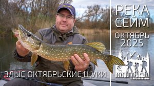 Осенняя рыбалка на Сейме (26 10 2025)
