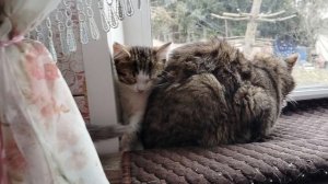 Чем кошки заняты весь день.Влог о жизни кошек и собак в большой семье.20.11.25.