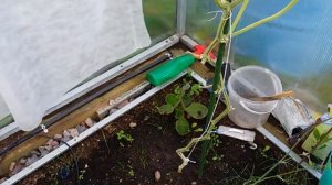 15-Дача..огород..розы..и беспробудный дождь🐸