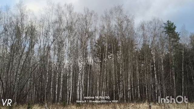 Лесная видеозарисовка #31 🌲🌲🌲☁️☁️ 19.11.2025 смотреть онлайн