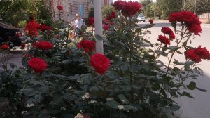 Ейск, розы цветут хоть и ноябрь.