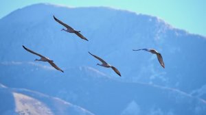 МУЗЫКА, КОТОРАЯ ТРОГАЕТ ДУШУ