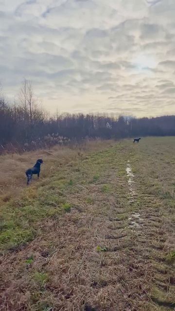 Щенок впервые секундирует взрослой собаке / A puppy is seconding an adult dog for the first time смотреть онлайн