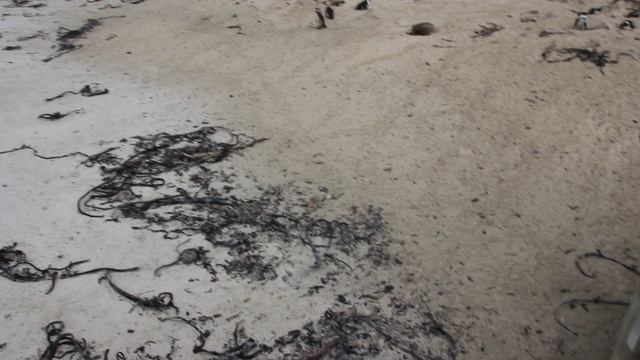 ЮАР. Саймонстаун. Пляж Боулдерс! Колония пингвинов в дикой природе!