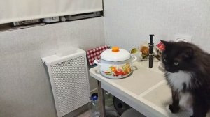 мишка 🐱🐈 ждёт рыбу 🐟🐟🐟