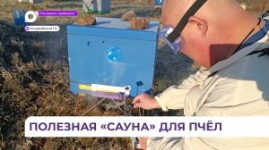 Приморское агентство по развитию пчеловодства приступило к сбору данных о болезнях на пасеках