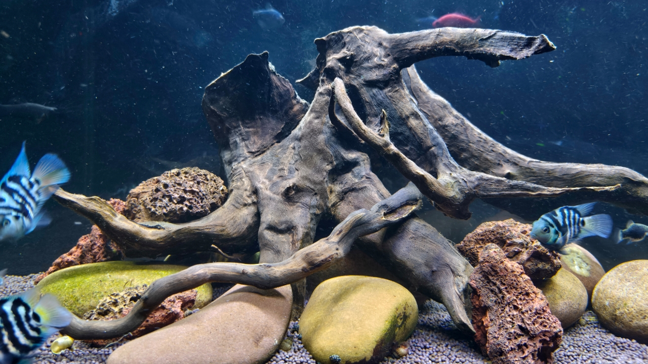 Перестройка в аквариуме на 140 литров. смотреть онлайн