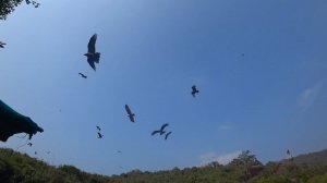 ГОА отдых на пляже ПАЛОЛЕМ