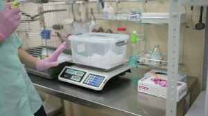 Как взвесить попугая 🦜