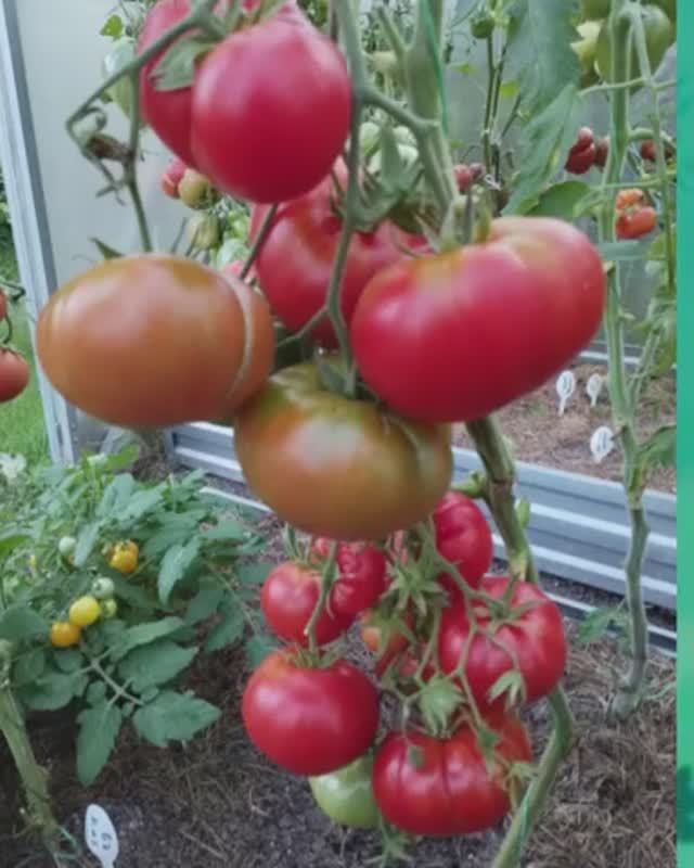 Томат КАS 29 т. 89229284031