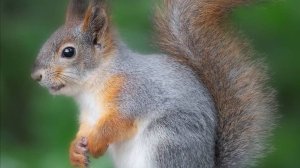 Белочки в городе 21 ноября 2025 год