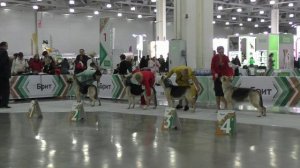 Класс чемпионов