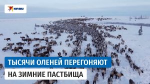 Оленеводы ЯНАО перегнали стадо на зимние пастбища