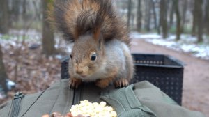 Молодые белки. Зарисовка