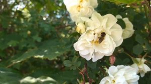 Релакс🌹Цветущий май 🌺