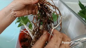 Пересадка дендробиума Микс с делением куста🌿21. 11.2025г.