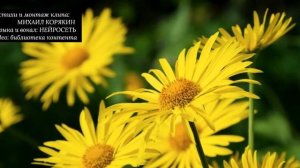 © стихи МИХАИЛ КОРЯКИН дарите женщинам цветы