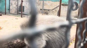 Люська УДИВИЛАСЬ услышав вертолет, а Лида после своего нападения СИДИТ ОБИЖЕННАЯ!