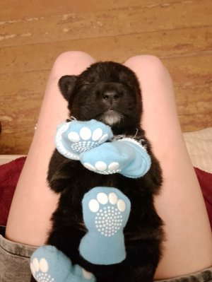 собираемся на прогулку с реборнами в 17:33