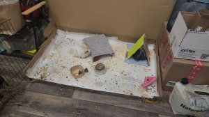 Новый вигвам у морских свинок Улли и Пулли 🛖