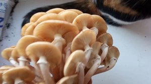 Опята грибы как варить