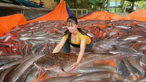 Покупаю много крупных сомов у фермеров, и везу продавать на местный рынок. Жизнь во Вьетнаме