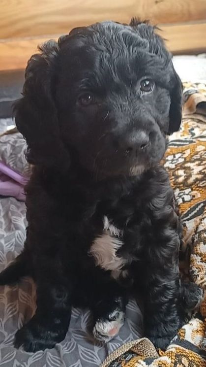 Чёрный Джек - женский вокал