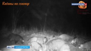 В заповеднике «Шульган-Таш» в Башкортостане фотоловушка запечатлела стадо кабанов