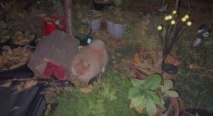 Сегодня салюты, а хвостики все разволновались.