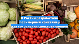 В России разработали полимерный контейнер для сохранения свежести овощей