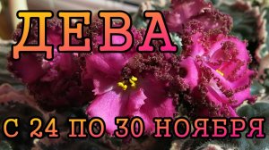 ДЕВА таро прогноз на неделю с 24 по 30 НОЯБРЯ 2025 года.