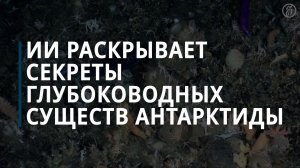 ИИ раскрывает секреты глубоководных существ Антарктиды