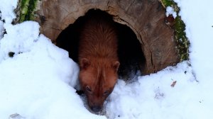 Семейство кустарниковых собачек гуляет по снегу.