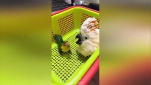 (если что видео не моë)