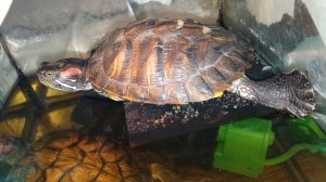 Красноухая черепаха 🐢 греется, день 21-11-2025.