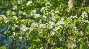Исцеляющая музыка для сердца и души 🌿 Снятие стресса и внутреннее спокойствие #4