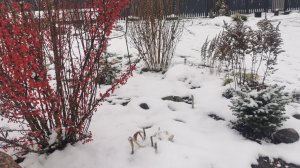 Обзор елей под снежком. Обыкновенные и необычные ели. #Хвойные 1 часть. 21.11.2025 восток Ленобласти