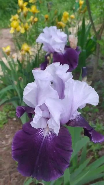 ирис 'Royal Storm' (Королевский шторм) (Richard Tasco, 2001)