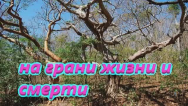 Тропики Жизнь и Смерть