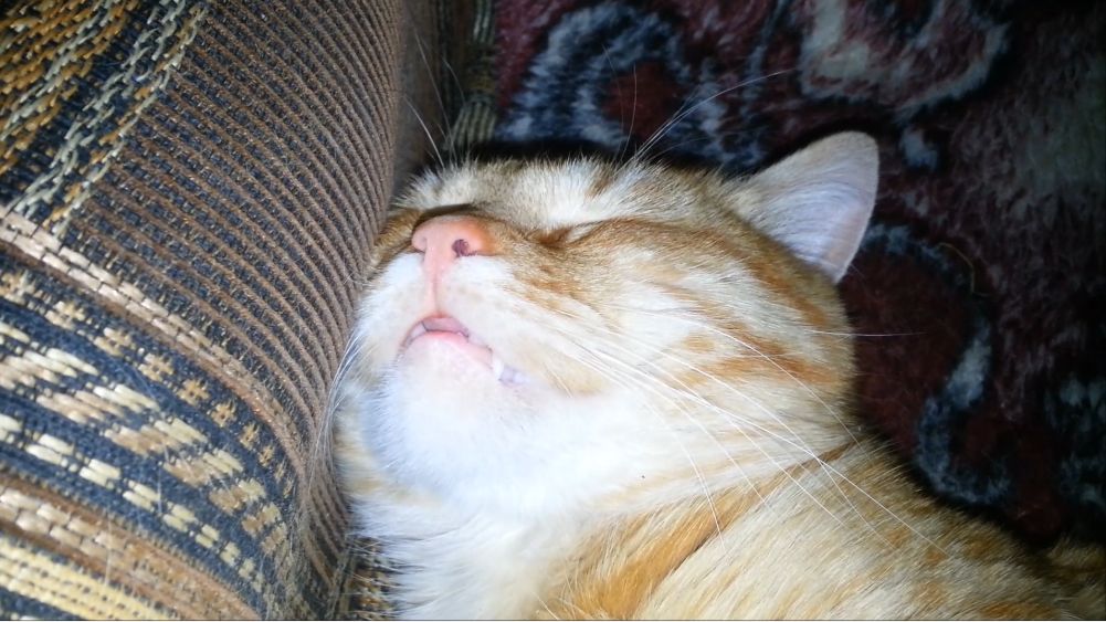 Сонное царство. Часть 2